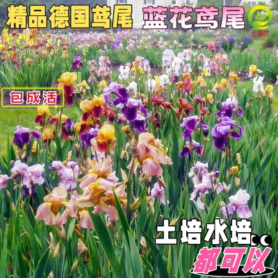 正值时多年生植物扁竹根鸢尾蓝花