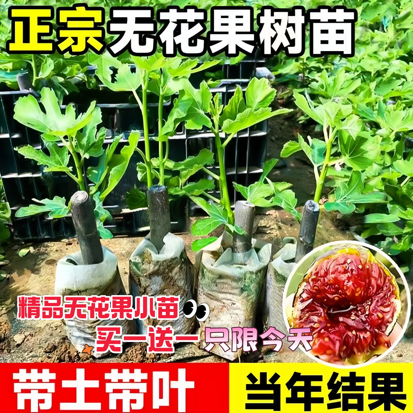 无花果树果苗格莱斯无花果树盆栽阳台庭院地栽青皮无花果树特大果