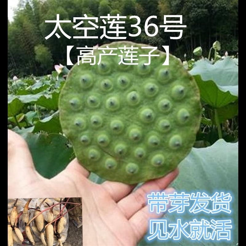 太空莲36号莲子藕苗磨盘种子藕种红花藕种产莲子专用藕苗池塘稻田