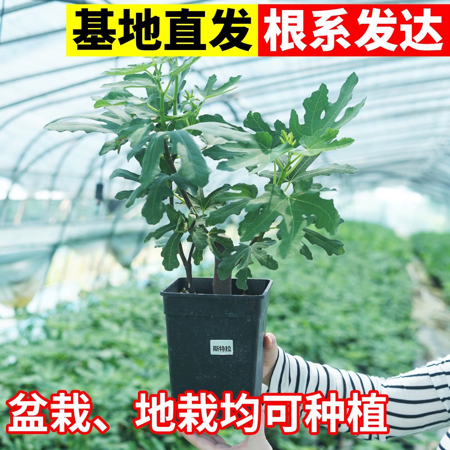 格莱斯无花果果苗多汁无花果树苗大果威海青皮无花果树专用土树苗