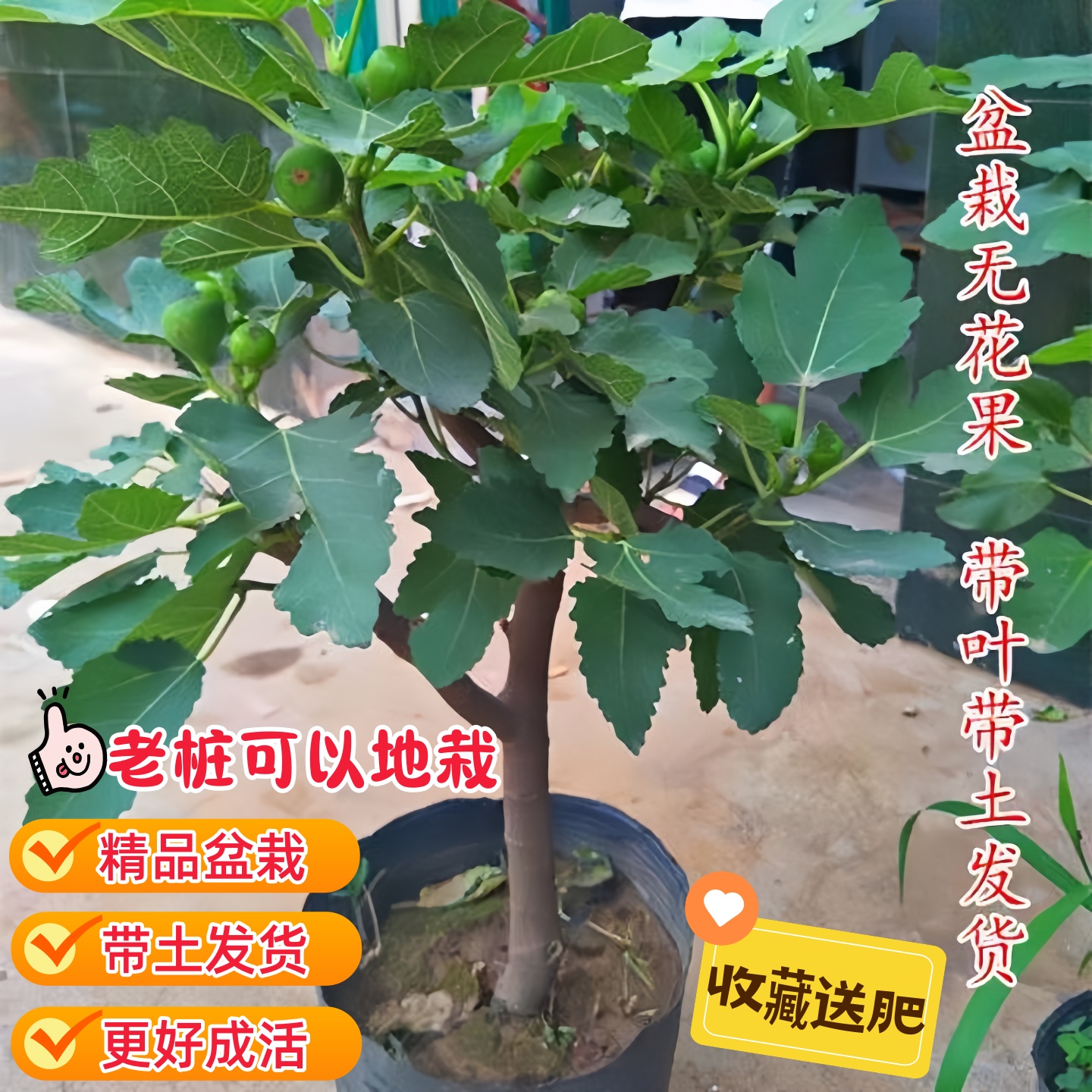 无花果树果苗格莱斯无花果树青皮无花果树苗特大果老桩无花果果苗