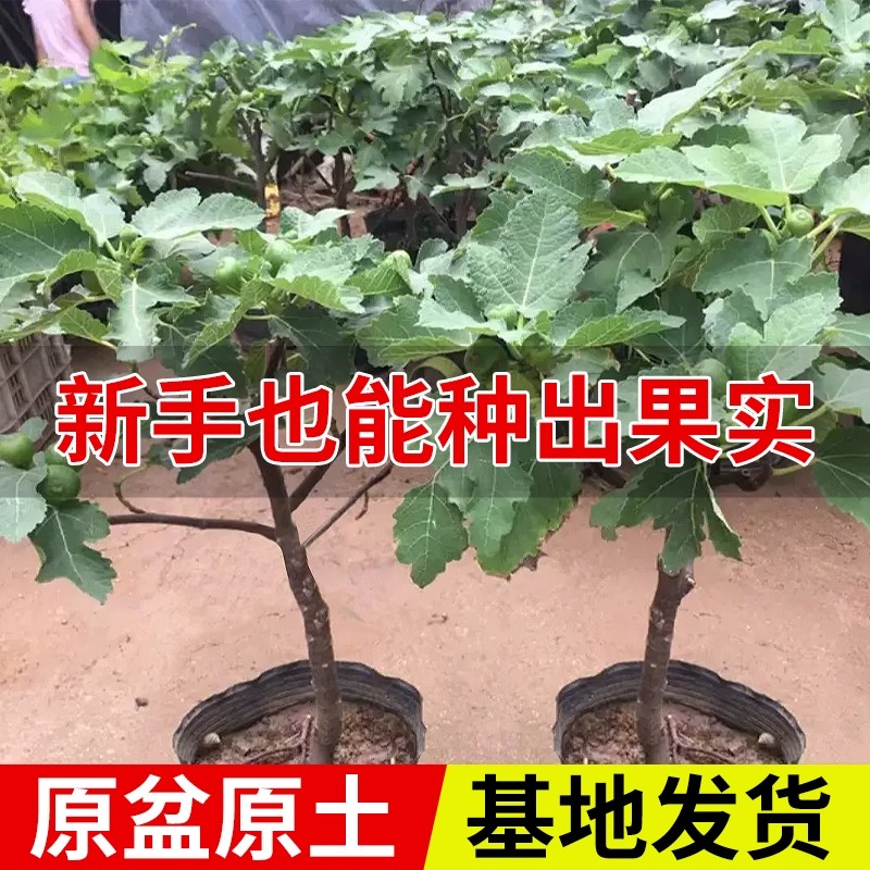 波姬红无花果树果苗无花果树果苗特大果四季无花果树老桩无花果苗