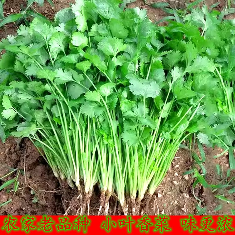 农家小叶香菜种子苗四季秋冬蔬菜种籽孑菜籽菜种老品种小香菜籽种