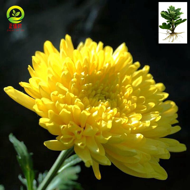 菊花金丝皇菊苗特级正品黄山贡黄菊盆栽精品四季杭白菊泡茶可食用