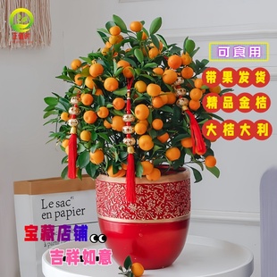 带果金桔树盆栽广西融安脆蜜金桔树树苗第三代树苗脆皮柠檬可食用