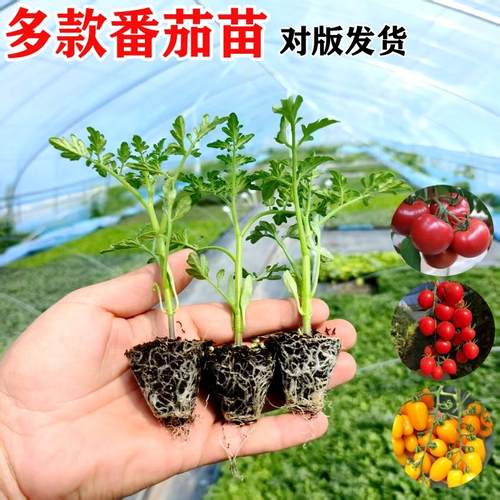 番茄苗秧西红柿大果超甜小