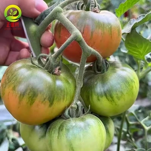 正宗丹东铁皮柿子种子西红柿草莓柿子苗番茄盘锦铁皮碱地柿子秧苗