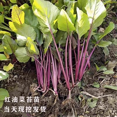 湖北耐寒红菜苔苗秧青带土