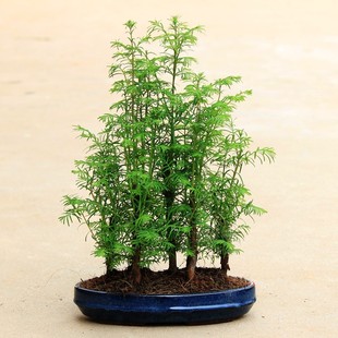 丛林水杉盆景树苗 室内观叶盆栽植物假山吸水石植物鱼缸植物喜水