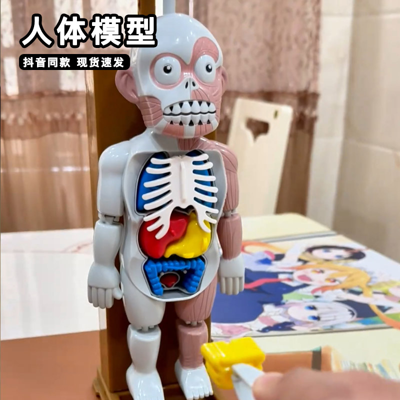整蛊人体结构模型脏器安装可拆卸拼装小人3d立体拼图恐怖创意玩具