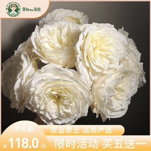 雷叔的花园雪野一梦灌木切花月季花苗带盆栽好四季开.花大花浓香