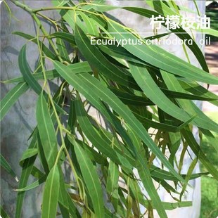 柠檬桉油 柠檬桉叶油纯单方蒸馏提取植物油美P容院芳疗按摩刮痧油