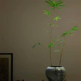小琴丝竹 文人竹苗板桥s竹杆子有竖纹阳台书房窗台室内绿植观赏竹