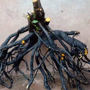 金弹子盆景树桩金蛋子金单子现挖老桩原生母桩R公桩生桩熟桩选桩