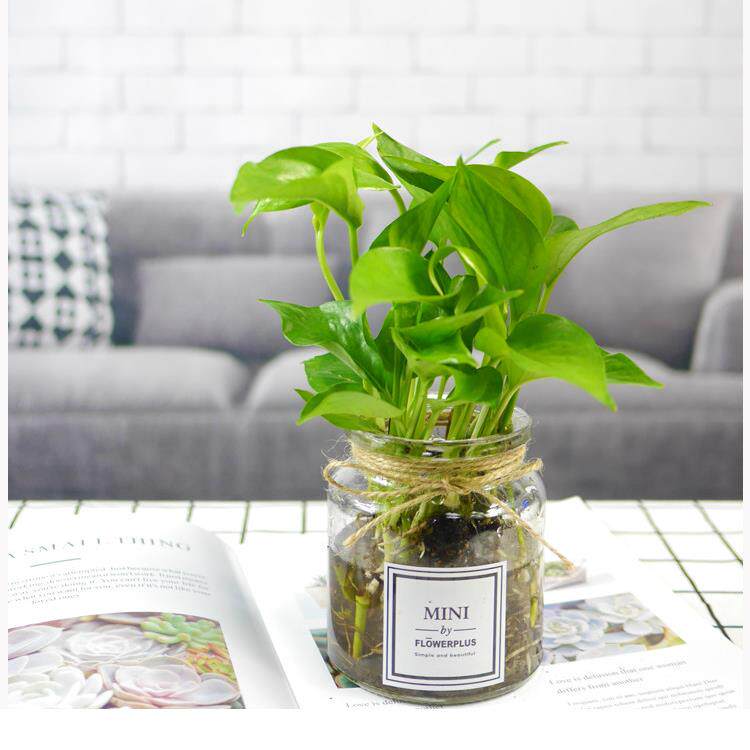 水培植物绿萝黄金葛办公室内窗台四季好养水养除甲醛房防辐射绿植