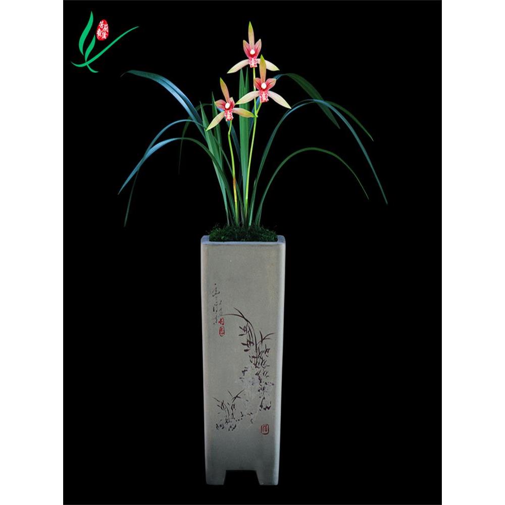 建兰四季兰花半江红浓香花卉盆景盆栽土绿植兰带草植物花苞名贵苗