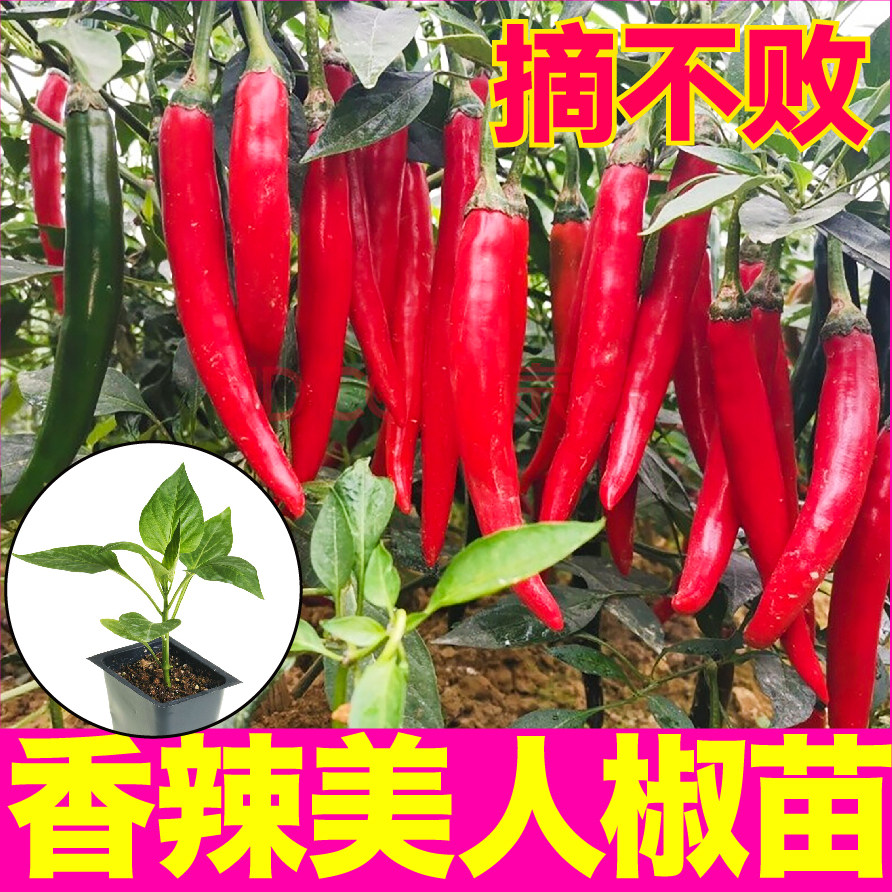 香辣秧苗大菜乡青红两用四季