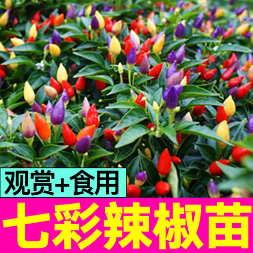 山东寿光七彩辣椒苗穴盘苗带土球