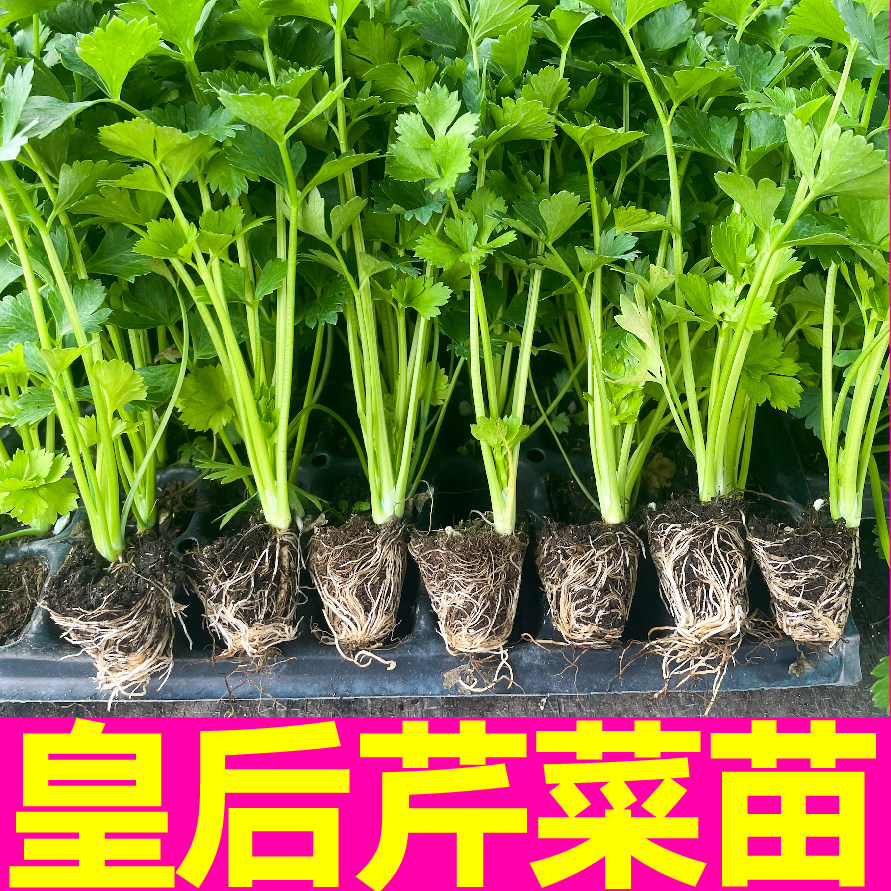 高产皇后大西芹秧苗幼苗肉芹四季春秋红香芹小香芹种子阳台盆栽