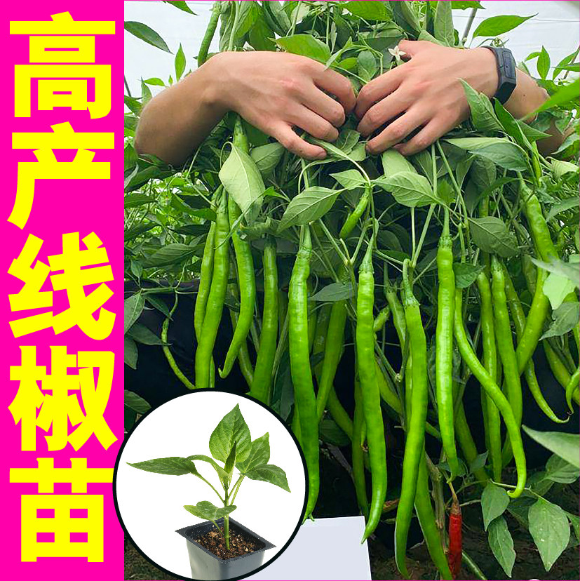 寿光高产长线王线椒秧苗带土球香辣二荆条杭椒辣椒种子春四季盆栽