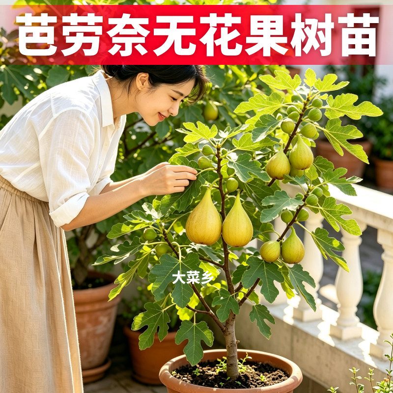 芭劳奈无花果盆栽水果盆栽苗波姬红青皮斯特拉无花果基地直发树苗