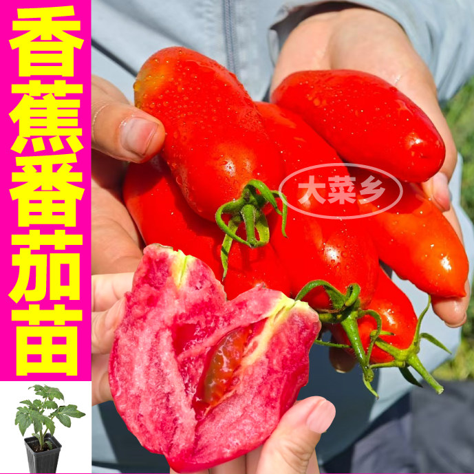 寿光奶油香蕉番茄四季高产