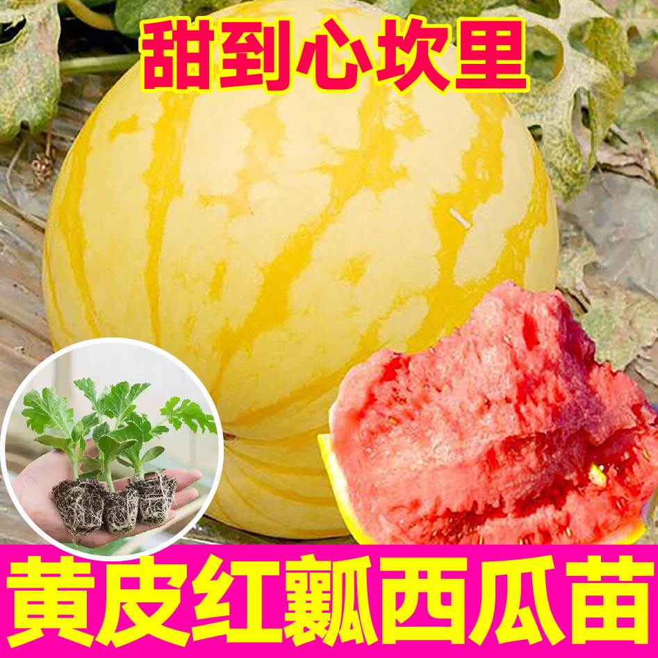 黄皮红瓤西瓜苗四季盆栽阳台庭院