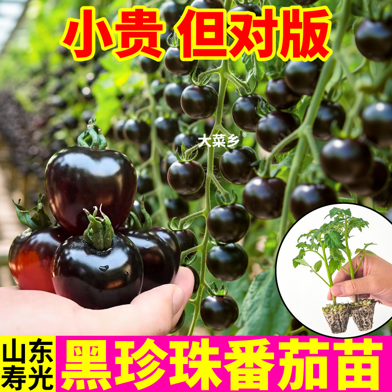 寿光正版黑珍珠番茄苗秧
