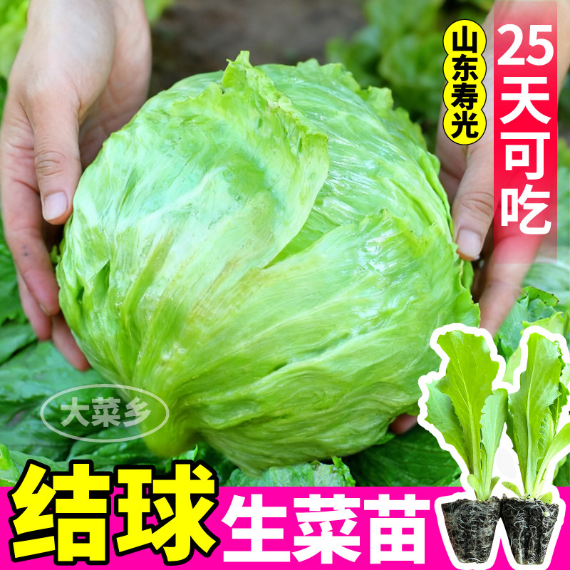 结球生菜苗秧汉堡球生菜种子
