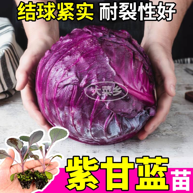 秋冬爆款紫甘蓝苗秧松花菜西兰花绿紫甘蓝卷心菜种子小院种植寿光