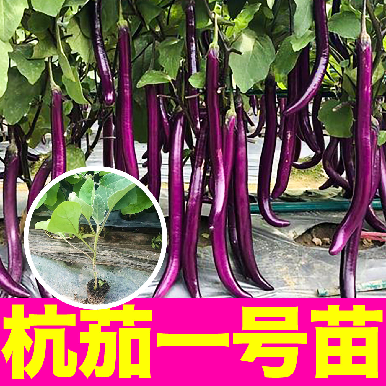 寿光高产杭茄一号苗秧带土球线茄长茄圆茄鸡蛋茄子种子四季盆地栽
