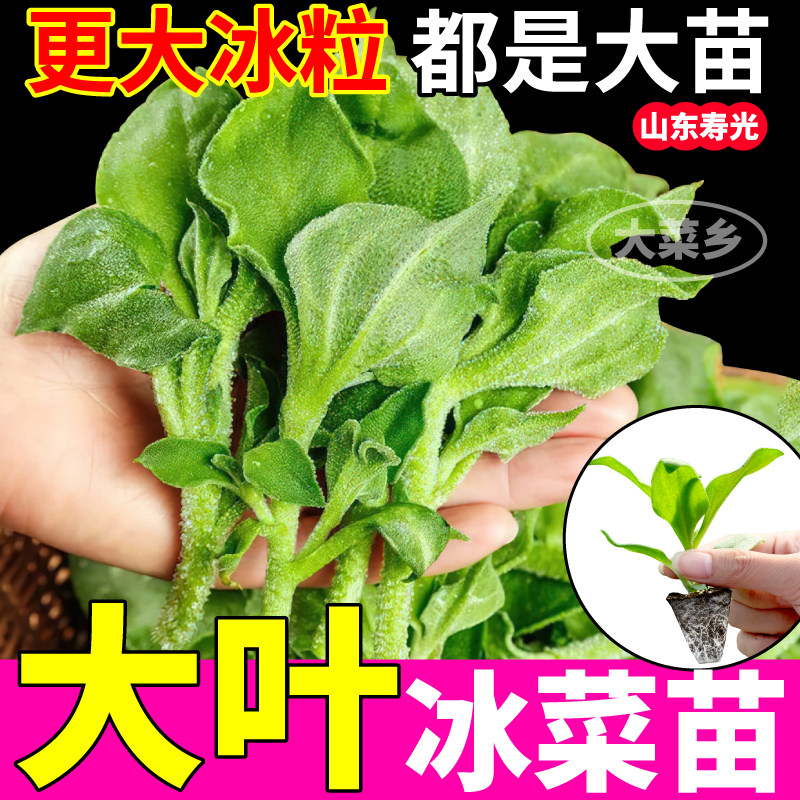 大叶冰菜苗秧阳台小院盆栽