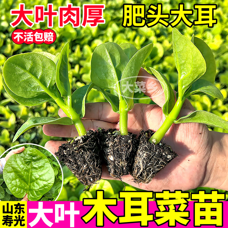 寿光特大圆叶木耳菜苗秧四季种植豆腐菜种子阳台小院盆栽带土球