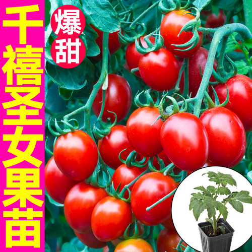 寿光番茄种子大菜乡高产四季