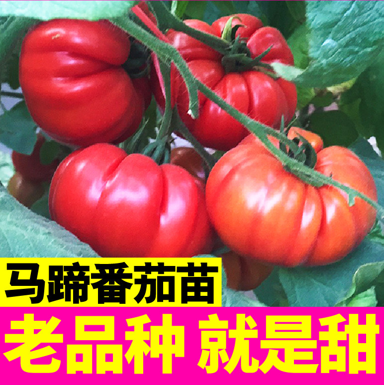 老品种沙瓤超甜马蹄番茄苗秧四季盆栽西红柿种子高产蔬菜丑柿子