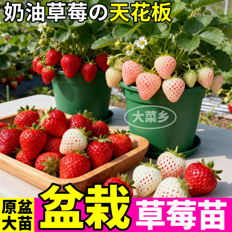 盆栽草莓苗秧丹东99红颜草莓苗