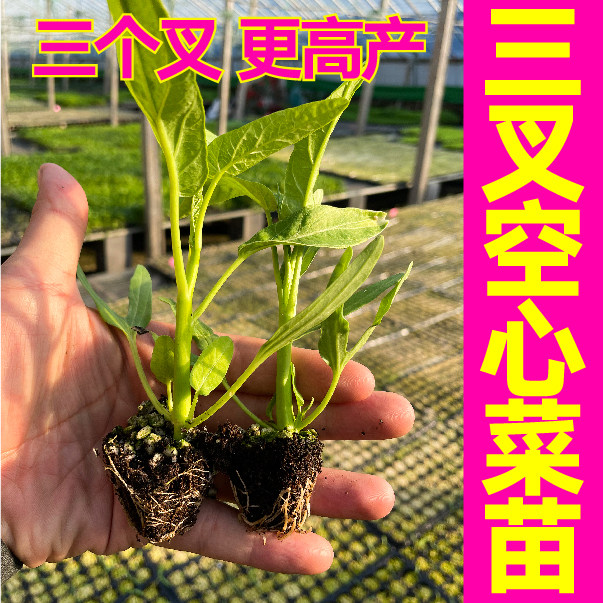 高产三叉空心菜苗秧幼苗穴盘苗多茬采收柳叶空心菜种子四季春秋