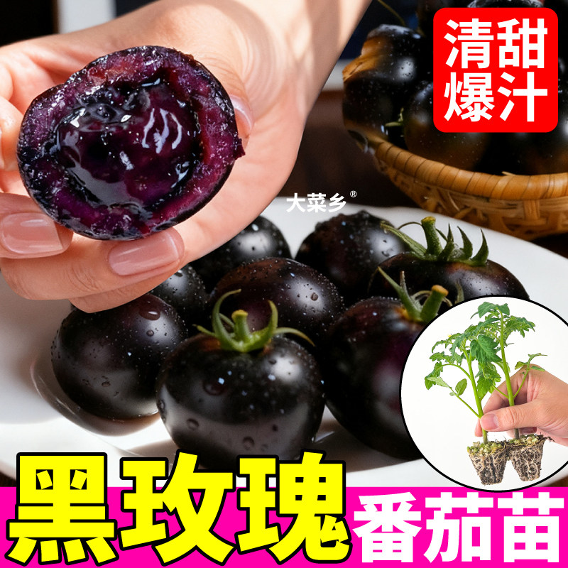 山东寿光黑玫瑰番茄苗秧