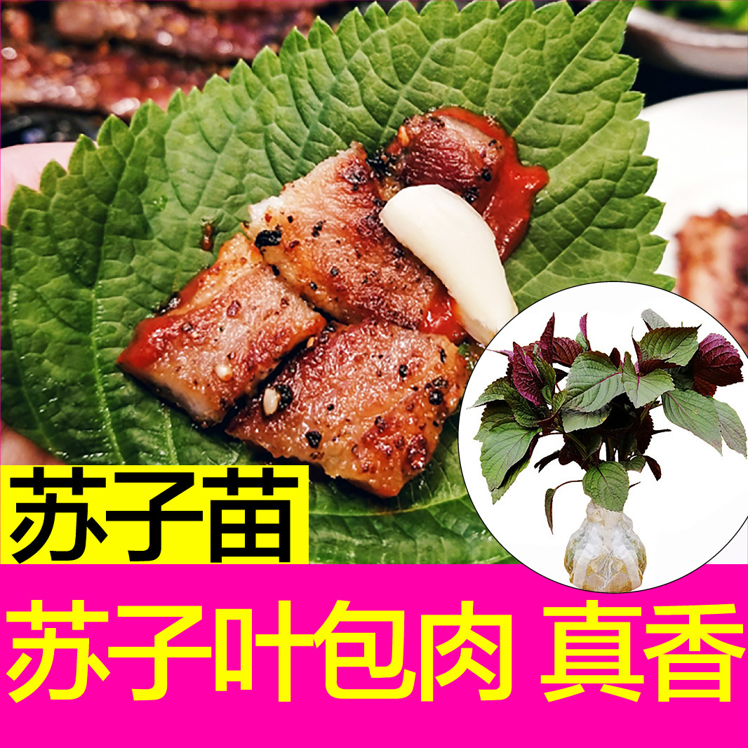 味浓正宗食用双色紫苏秧苗幼苗春秋四季盆栽种子大叶蔬菜基地直发