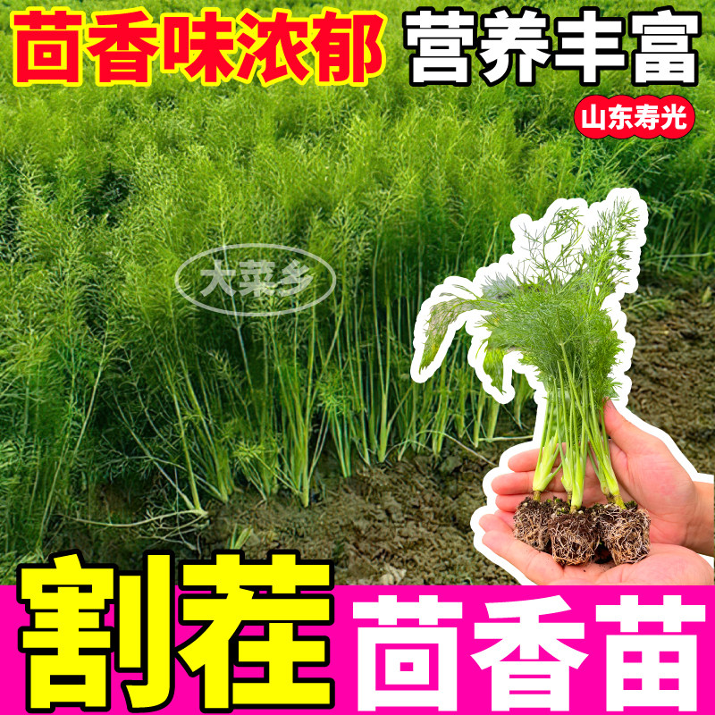 寿光割茬茴香苗秧四季高产盆栽