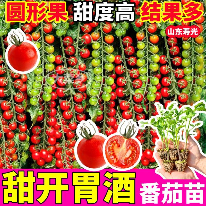 寿光甜开胃番茄苗超甜好吃