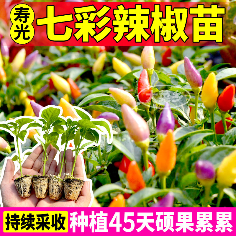 寿光七彩辣椒苗秧可观赏可食用