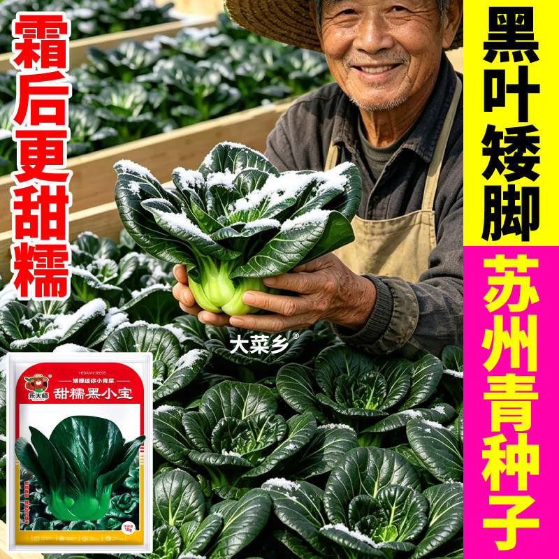 正宗甜糯黑小宝小青菜种子新种苏州青小黑菜农家小院栽种蔬菜种籽