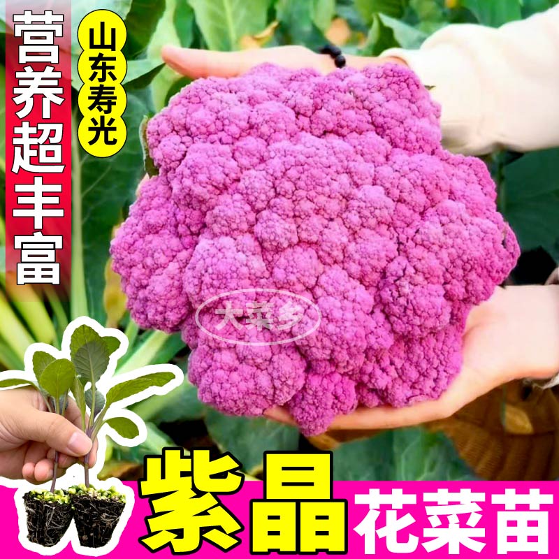 寿光直发紫晶花菜苗秧带土球绿紫甘蓝包菜西兰花盆栽小院四季种子