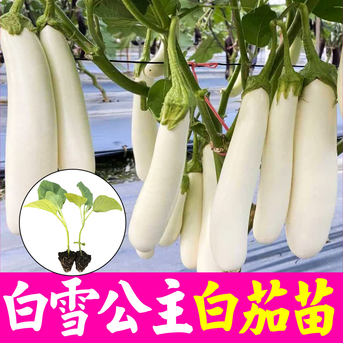 甜糯白雪公主白长茄子苗秧带土鸡蛋茄杭茄线茄圆茄竹丝茄种子盆栽