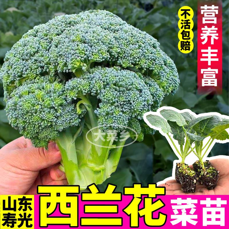 西兰花苗秧包对版带土球花球紧紫花菜甘蓝包菜种易种四季盆栽阳台