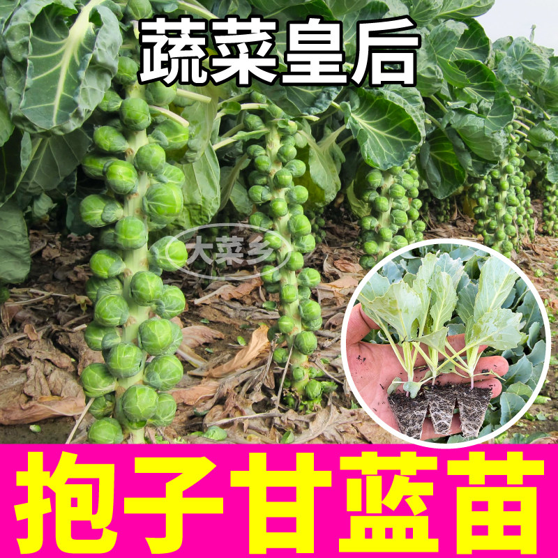寿光孢子甘蓝苗秧抱子甘蓝幼苗带土球小包心菜种子四季蔬菜皇后