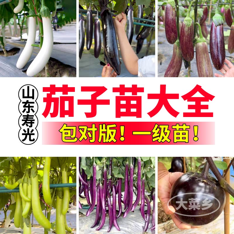 大菜乡黑亮长茄圆茄绿长茄高产