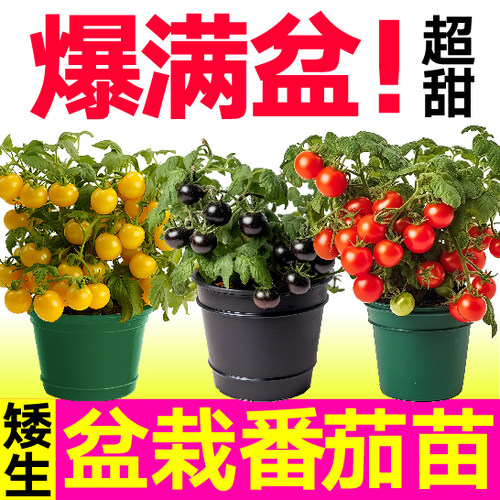 三色矮生番茄苗阳台盆栽四季