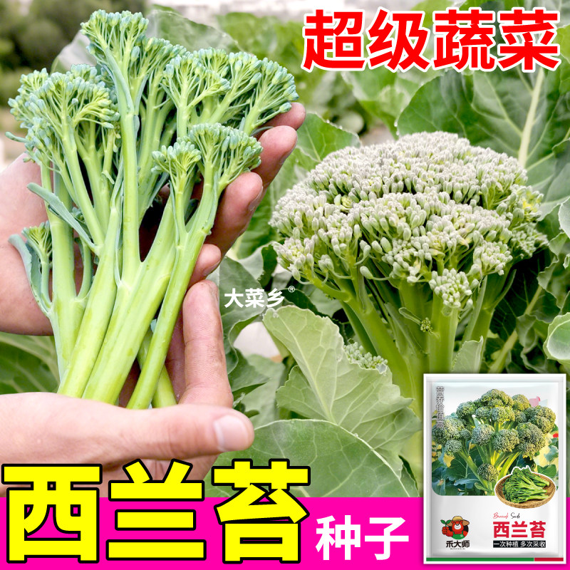 正宗新种西兰苔种子杂交西洋芥兰蔬菜种籽四季田园农家阳台种植